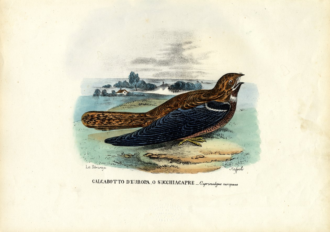 Nightjar, 1863-79 af Raimundo Petraroja