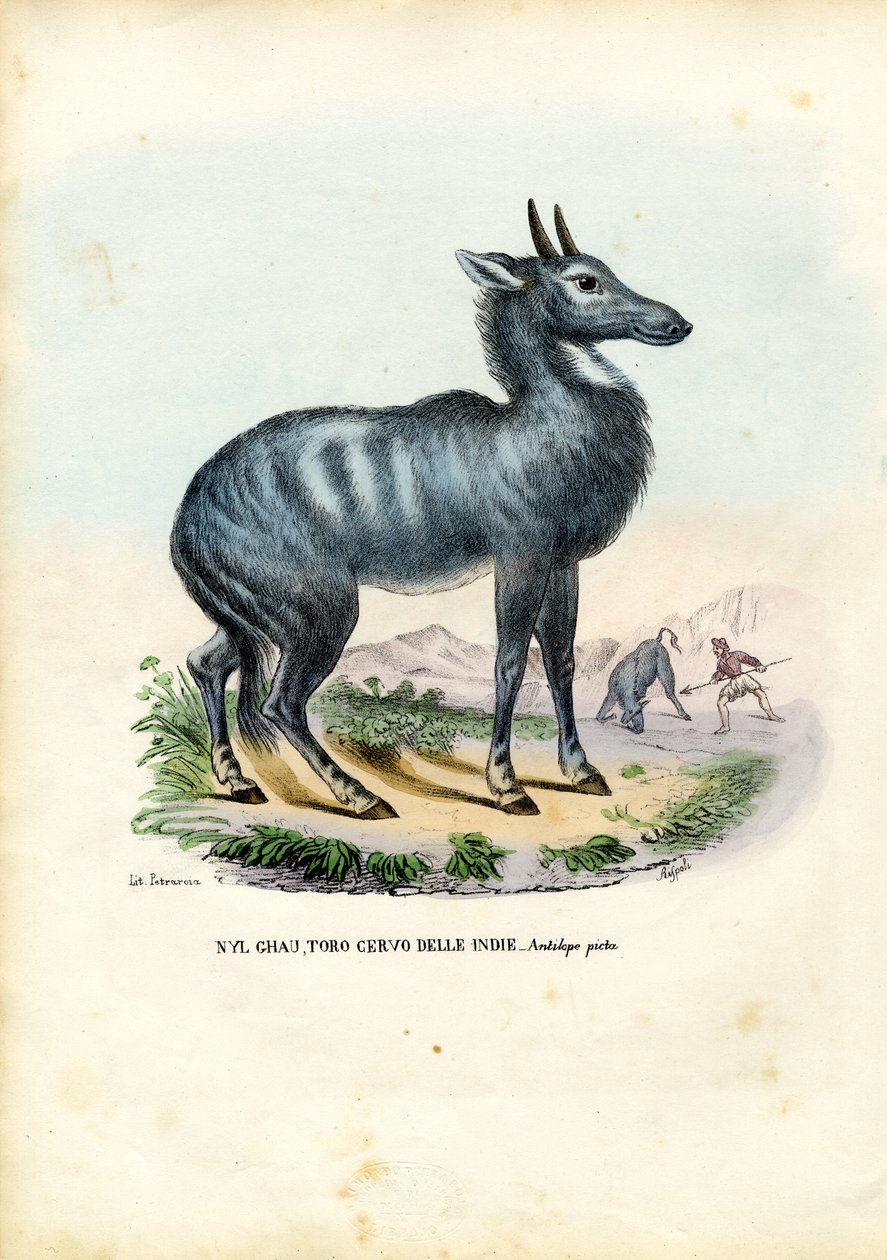 Nilgai, 1863-79 af Raimundo Petraroja