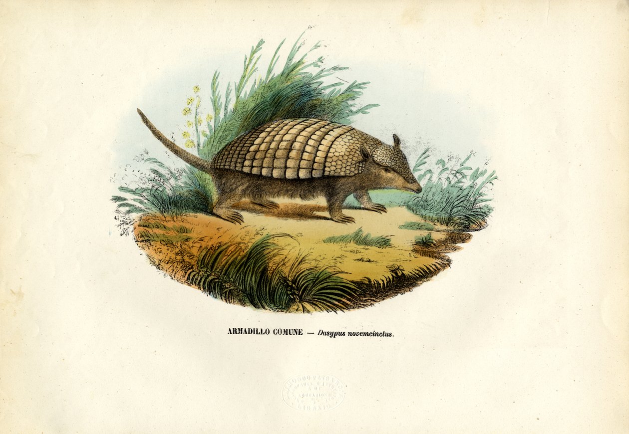 Ni-båndet bæltedyr, 1863-79 af Raimundo Petraroja