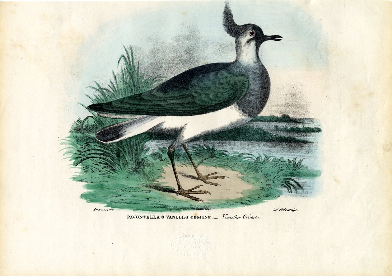 Nordvibe, 1863-79 af Raimundo Petraroja