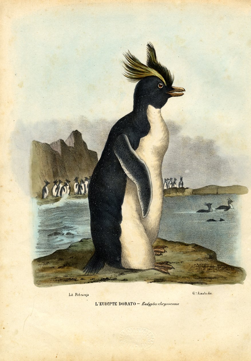 Pingvinen, 1863-79 af Raimundo Petraroja