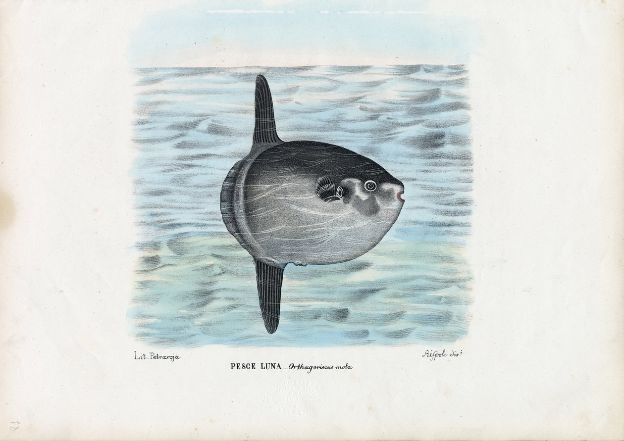 Ocean Sunfish, 1863-79 af Raimundo Petraroja