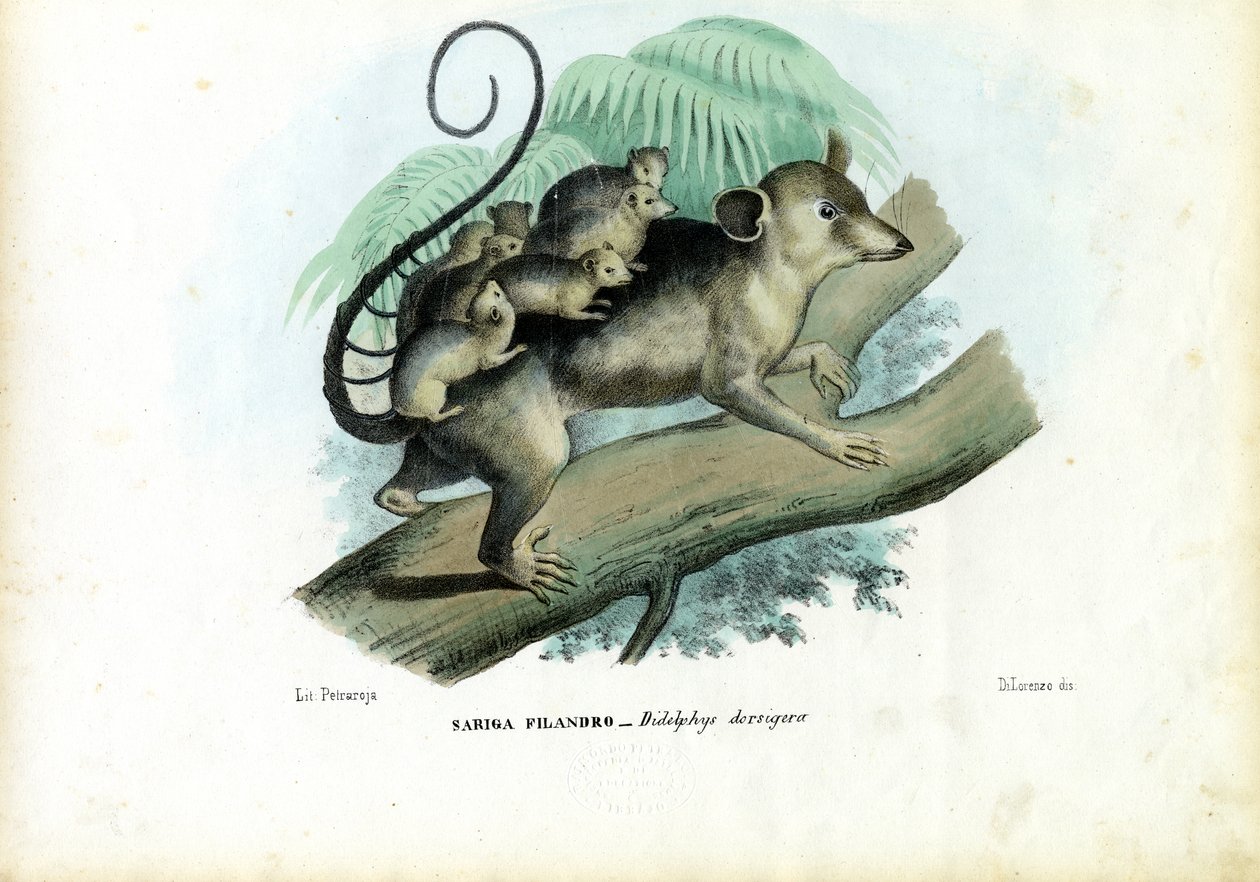 Opossum, 1863-79 af Raimundo Petraroja