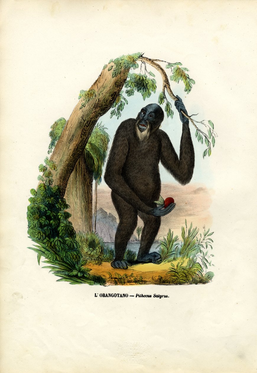 Orangoutan, 1863-79 af Raimundo Petraroja