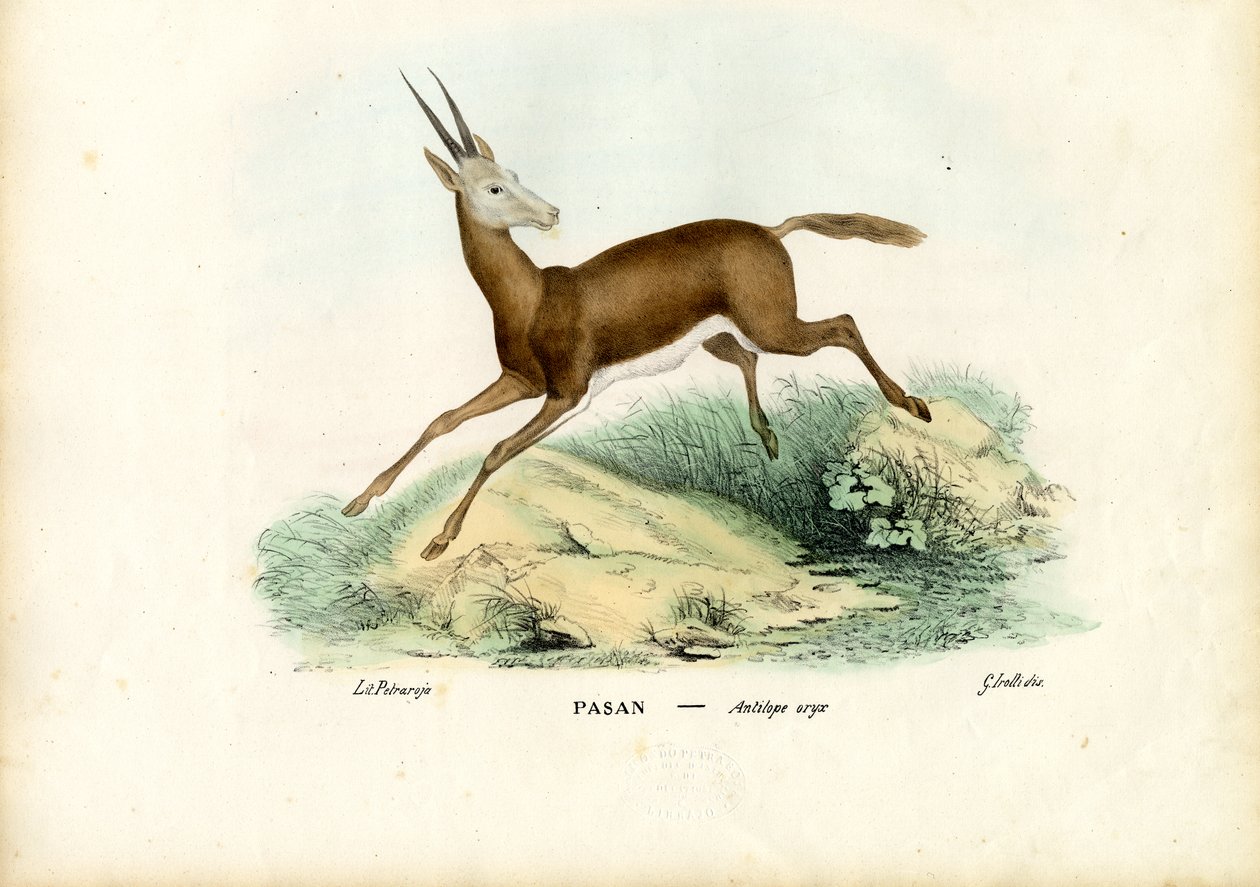 Oryx, 1863-79 af Raimundo Petraroja