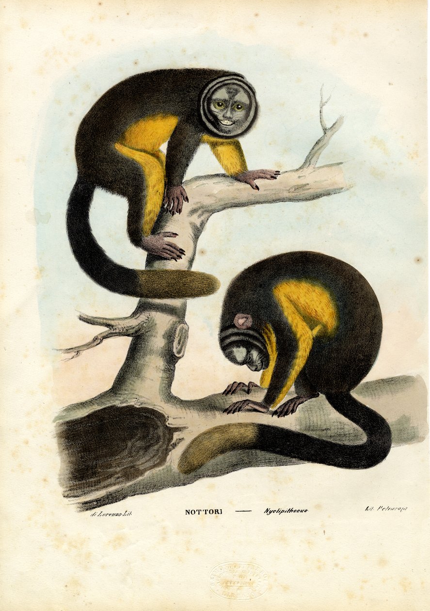 Ugleabe, 1863-79 af Raimundo Petraroja