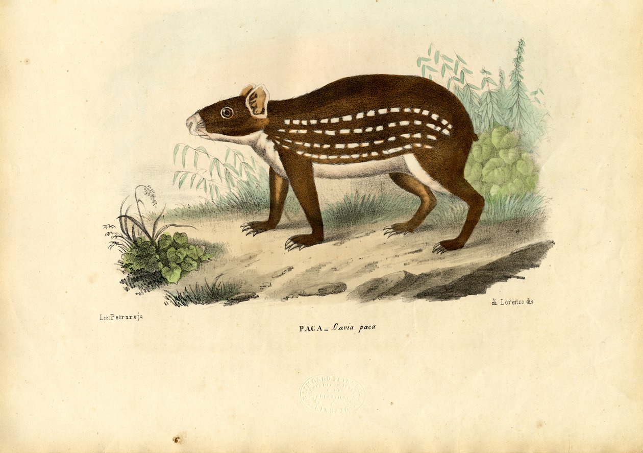 Paca, 1863-79 af Raimundo Petraroja