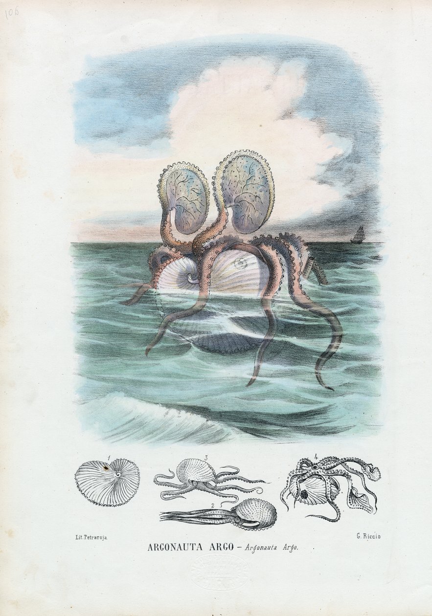 Papir Nautilus, 1863-79 af Raimundo Petraroja
