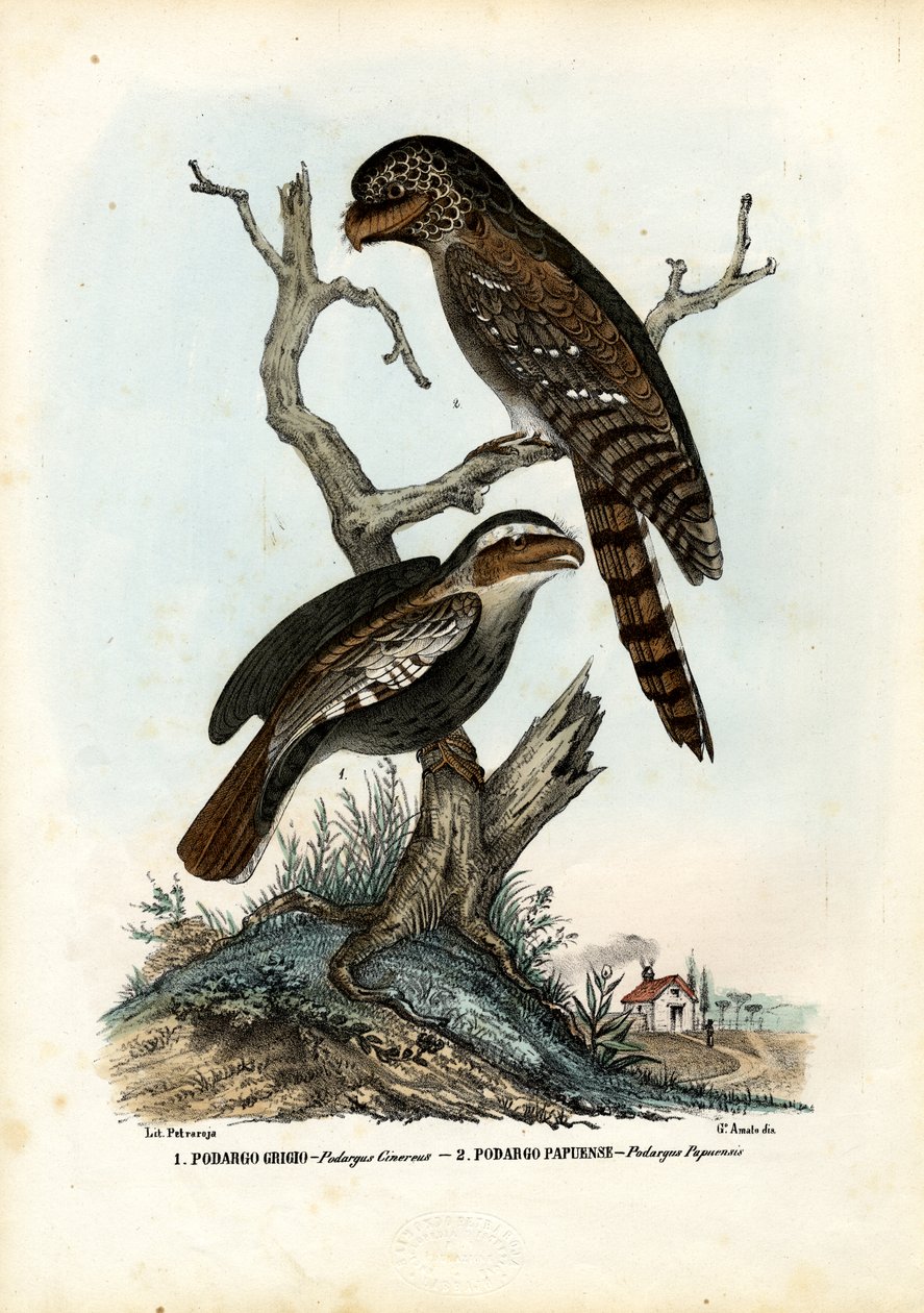 Papuan Frogmouth, 1863-79 af Raimundo Petraroja