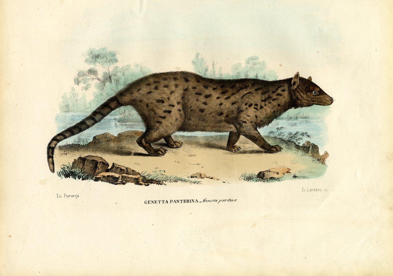Pardine Genet, 1863-79 af Raimundo Petraroja