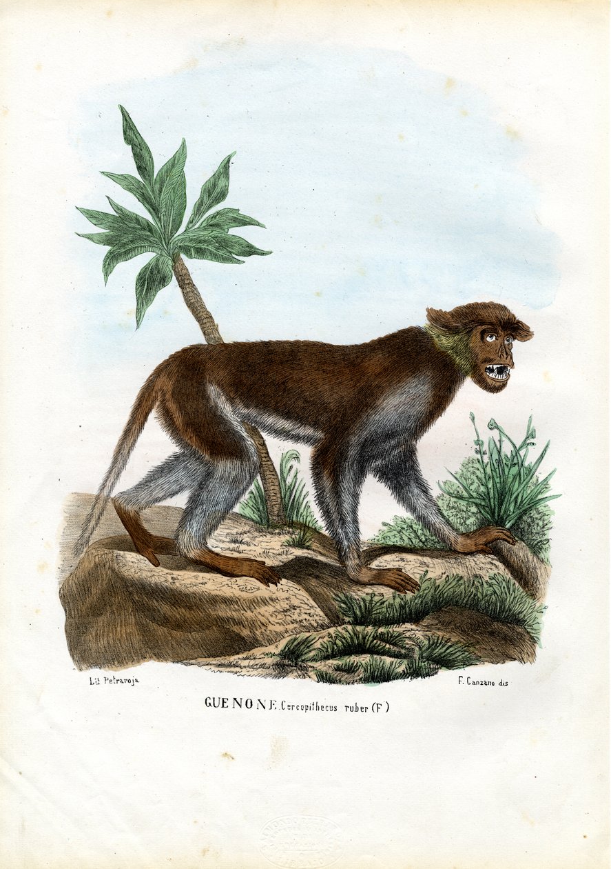 Patas Abe, 1863-79 af Raimundo Petraroja