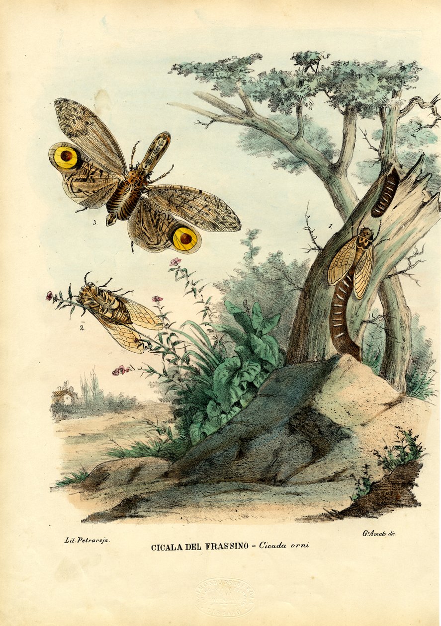 Peanut-Head Bug, 1863-79 af Raimundo Petraroja