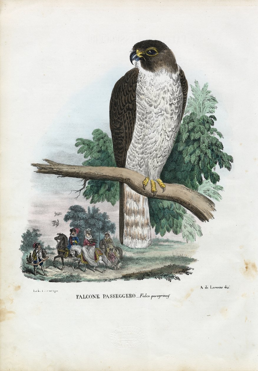 Vandrefalk, 1863-79 af Raimundo Petraroja
