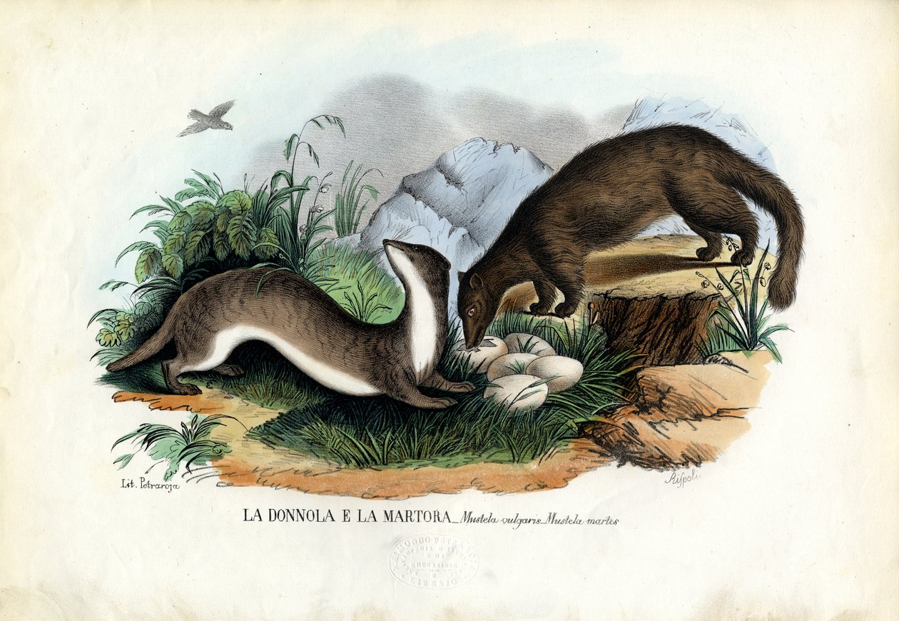 Fyrmår, 1863-79 af Raimundo Petraroja