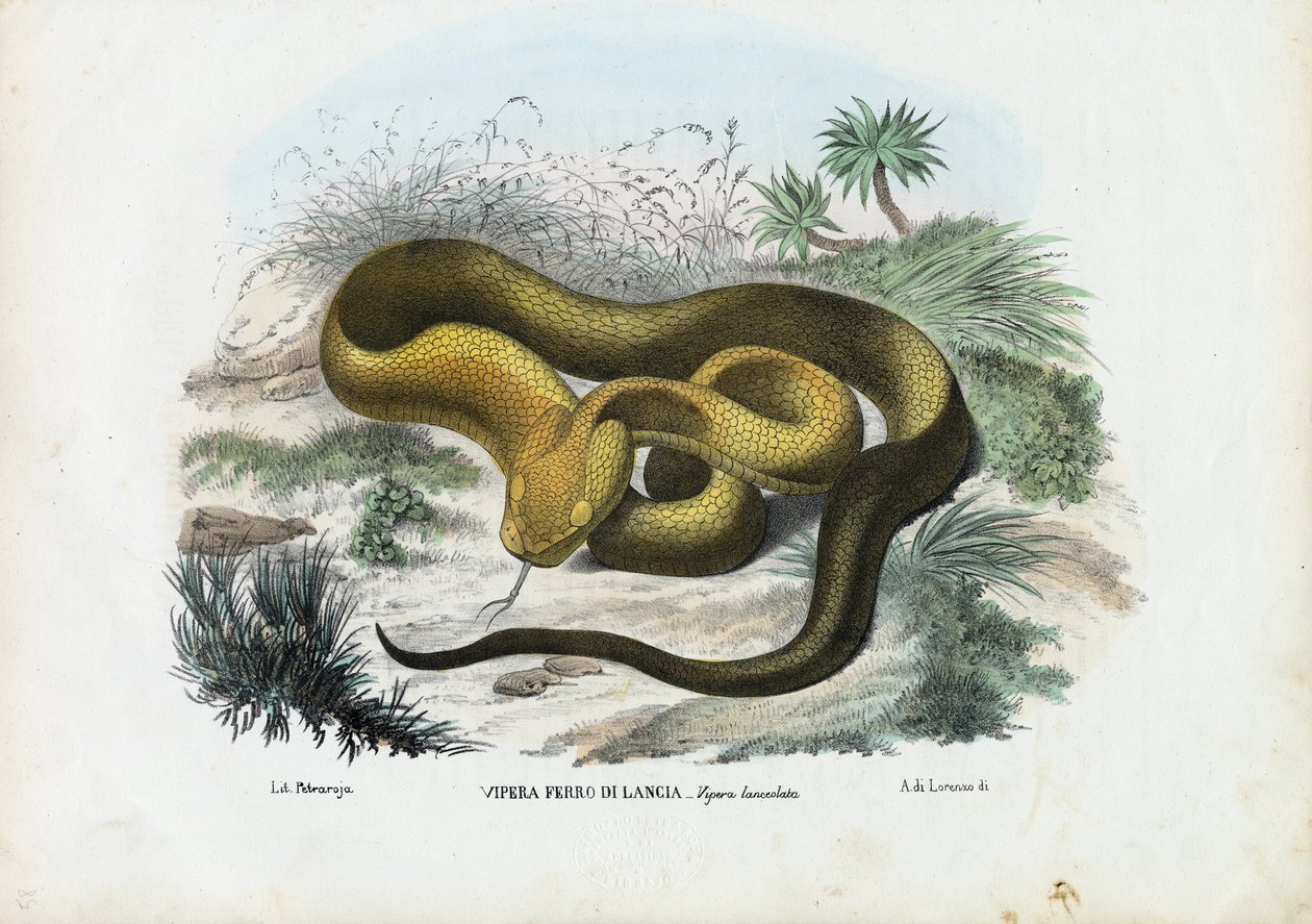 Pit Viper, 1863-79 af Raimundo Petraroja