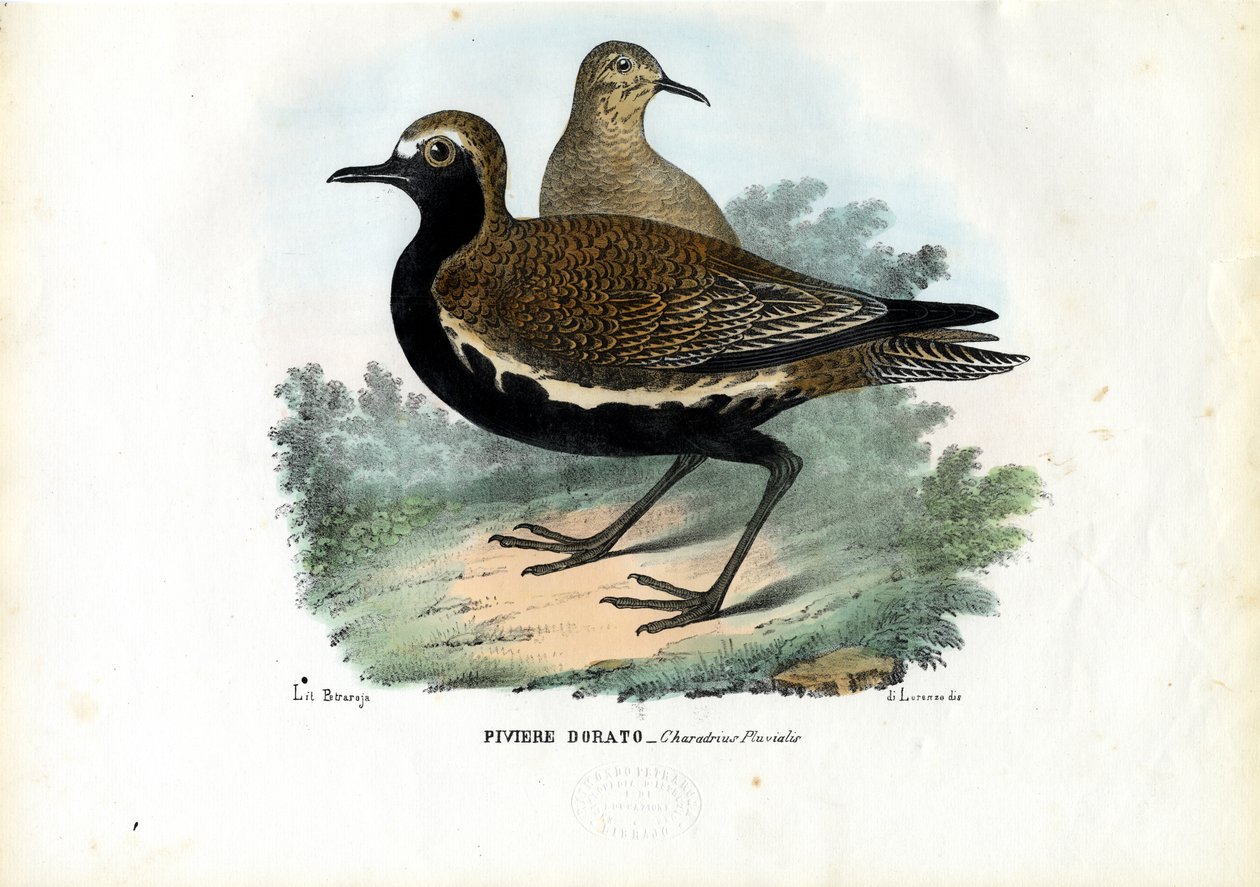 Plover, 1863-79 af Raimundo Petraroja