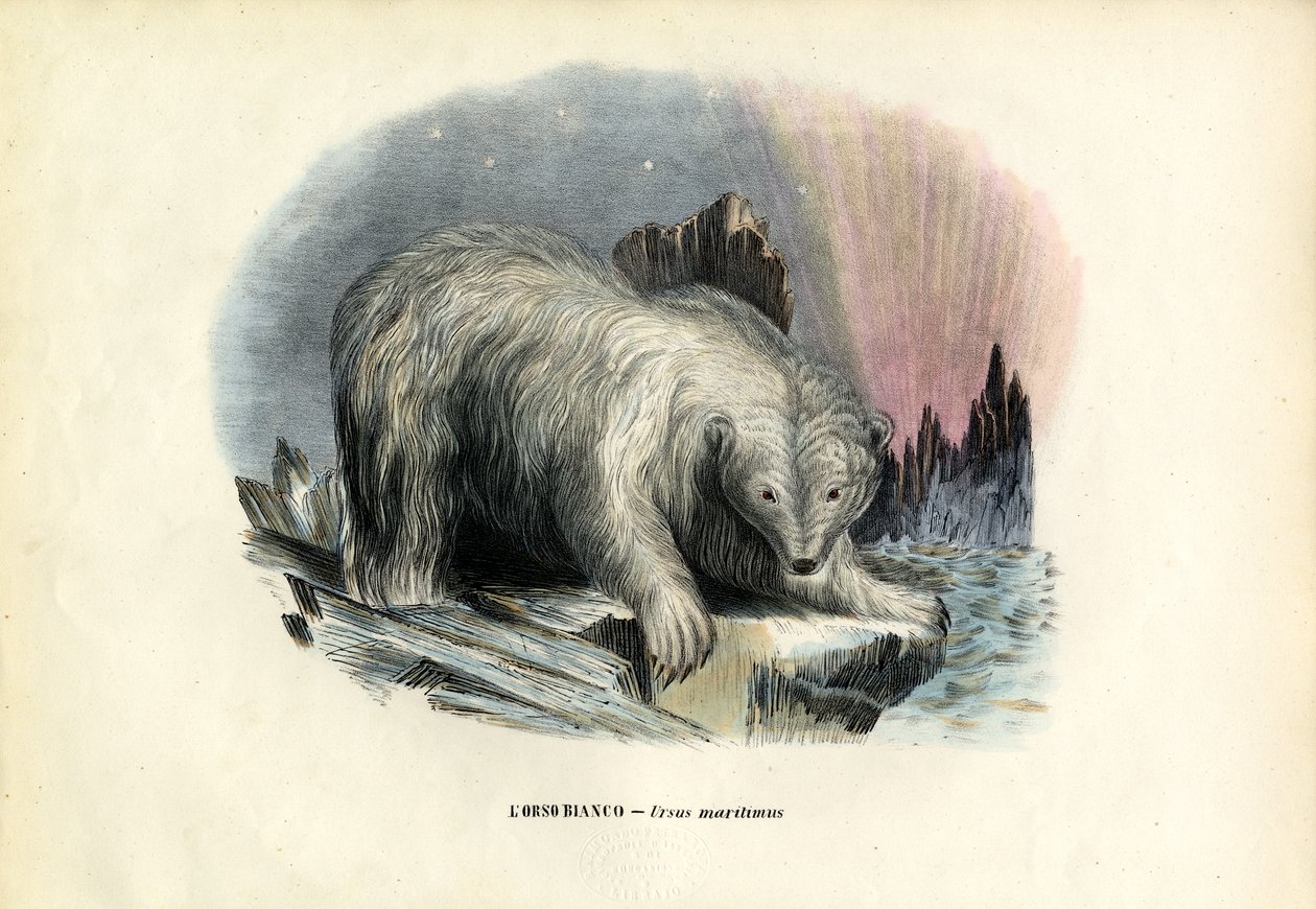 Isbjørn, 1863-79 af Raimundo Petraroja