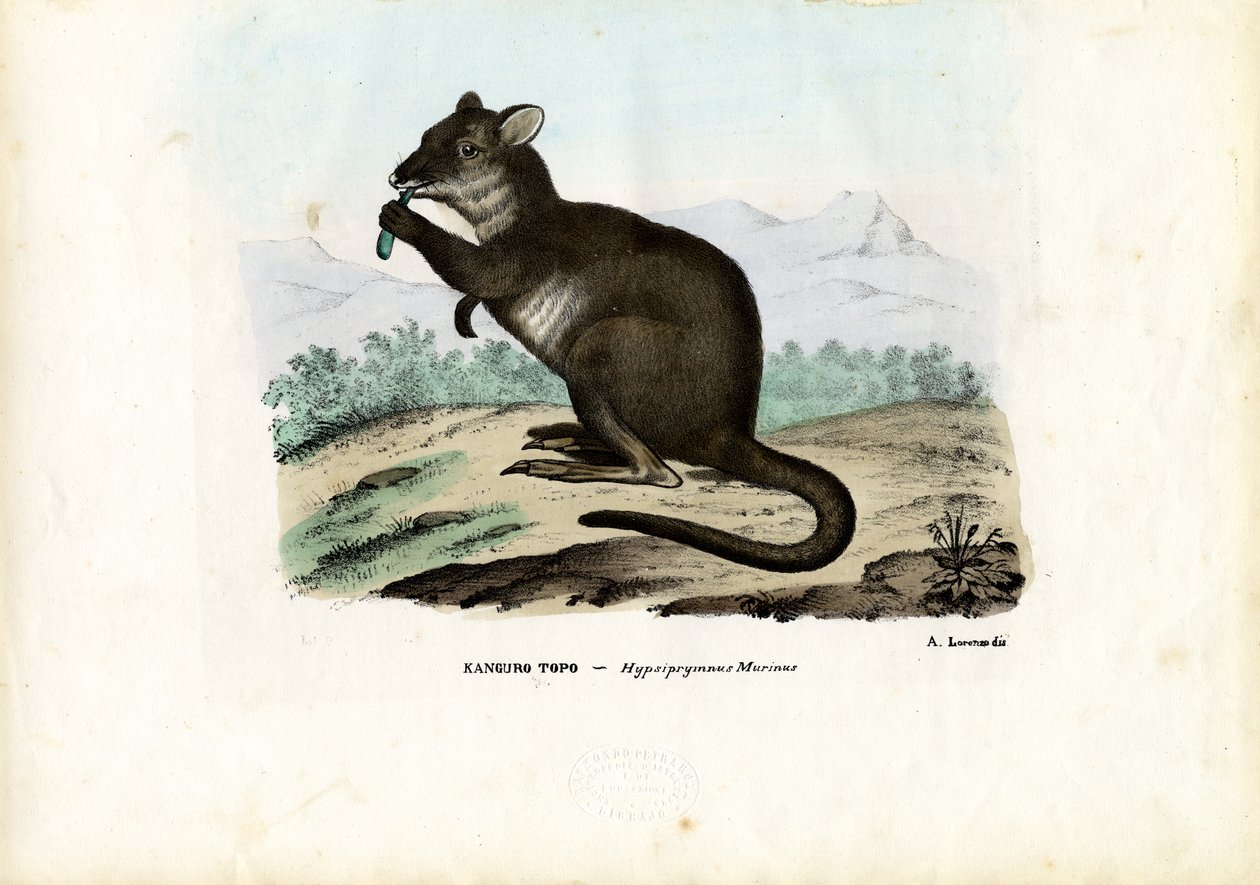 Potoru, 1863-79 af Raimundo Petraroja
