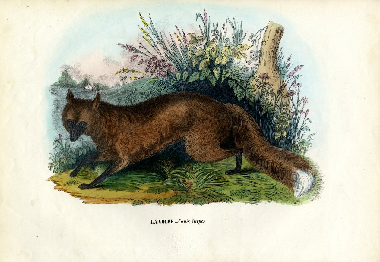 Rød ræv, 1863-79 af Raimundo Petraroja