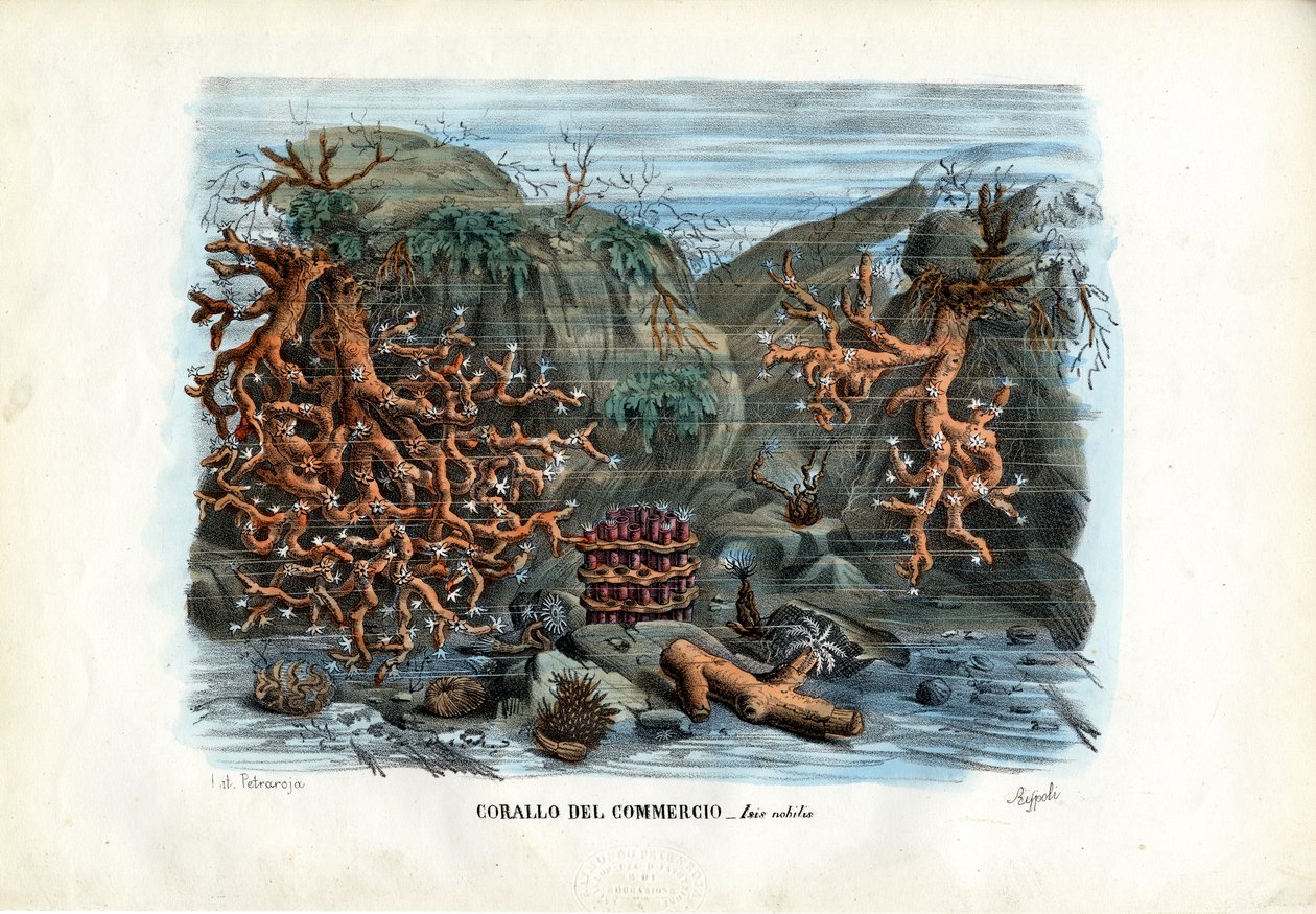 Røde Isis-koraller, 1863-79 af Raimundo Petraroja