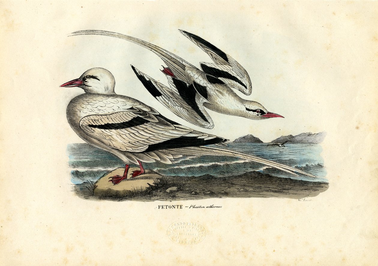Rødnæbbet Tropicbird, 1863-79 af Raimundo Petraroja