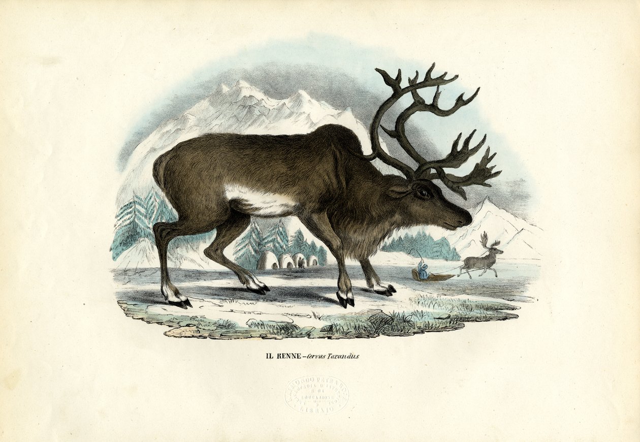 Rensdyr, 1863-79 af Raimundo Petraroja