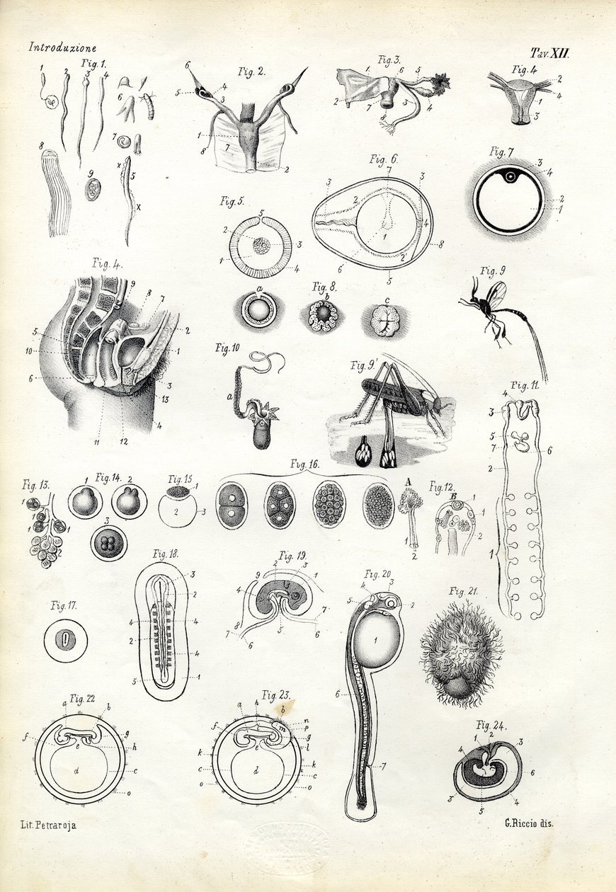 Forplantningsorgan, 1863-79 af Raimundo Petraroja