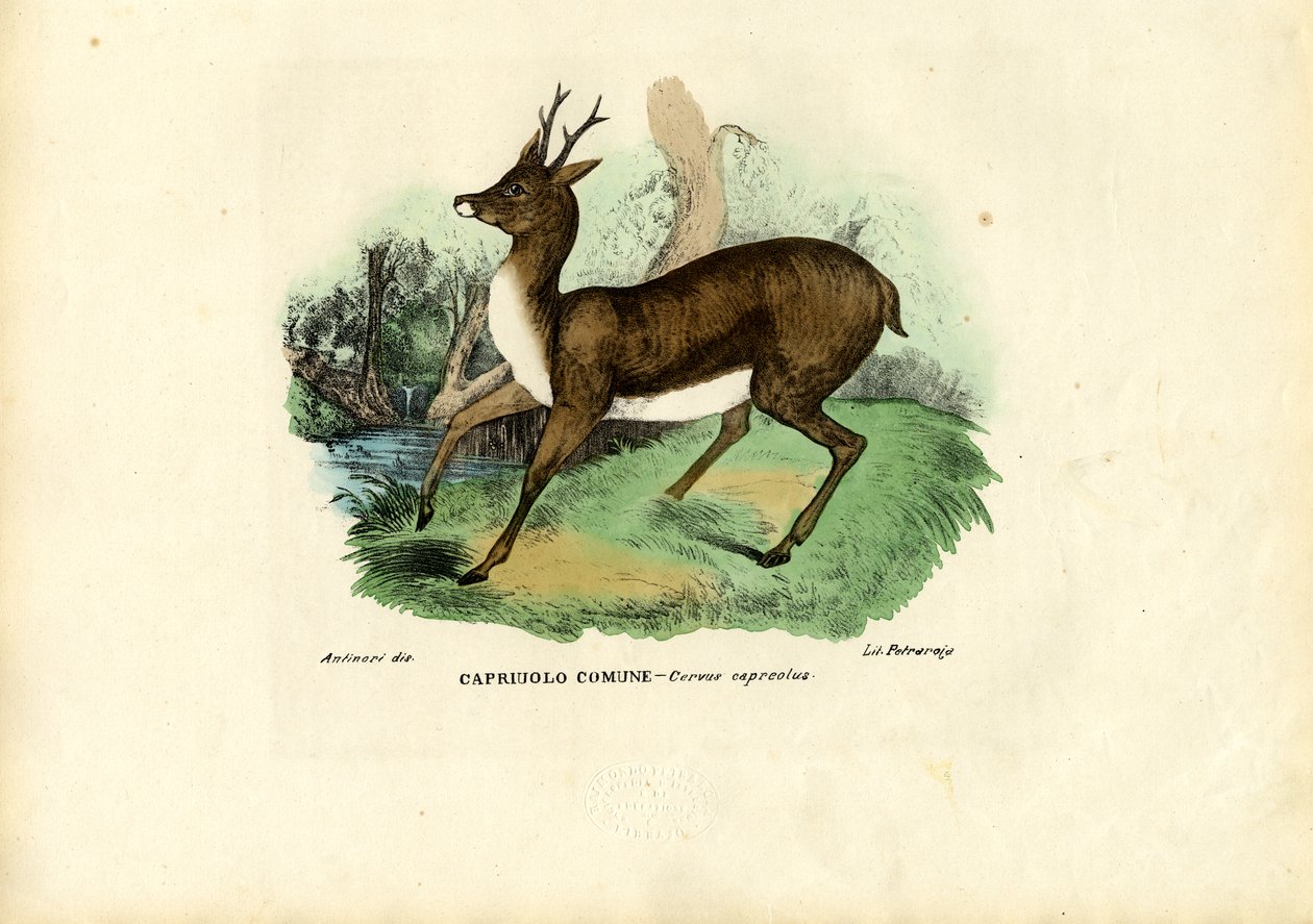 Rådyr, 1863-79 af Raimundo Petraroja