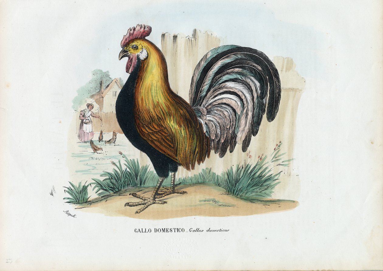 Hane, 1863-79 af Raimundo Petraroja
