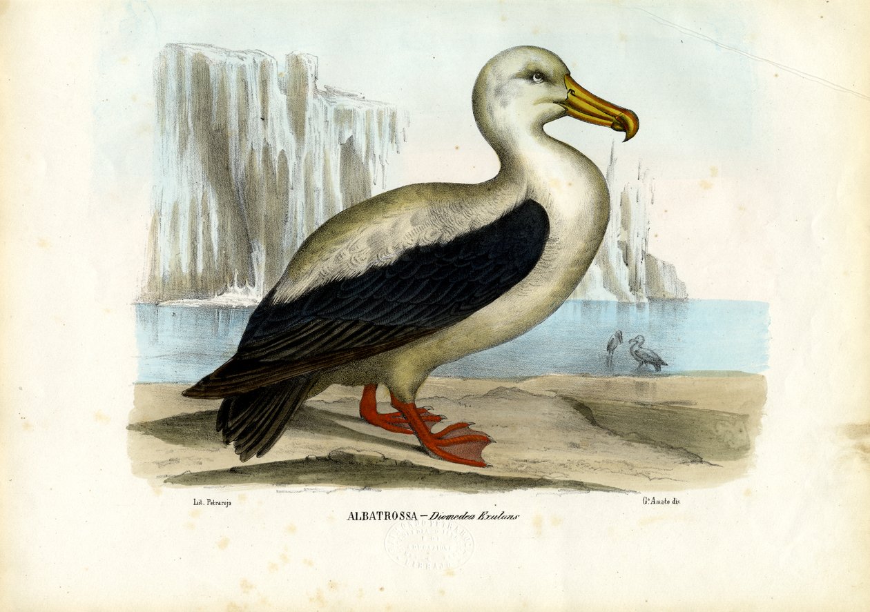 Royal Albatros, 1863-79 af Raimundo Petraroja