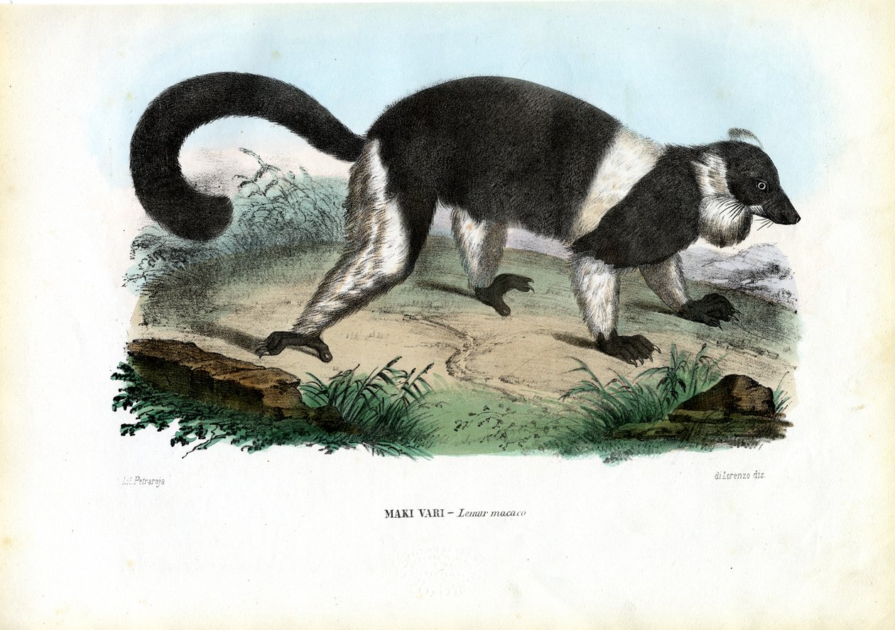 Ruffed Lemur, 1863-79 af Raimundo Petraroja