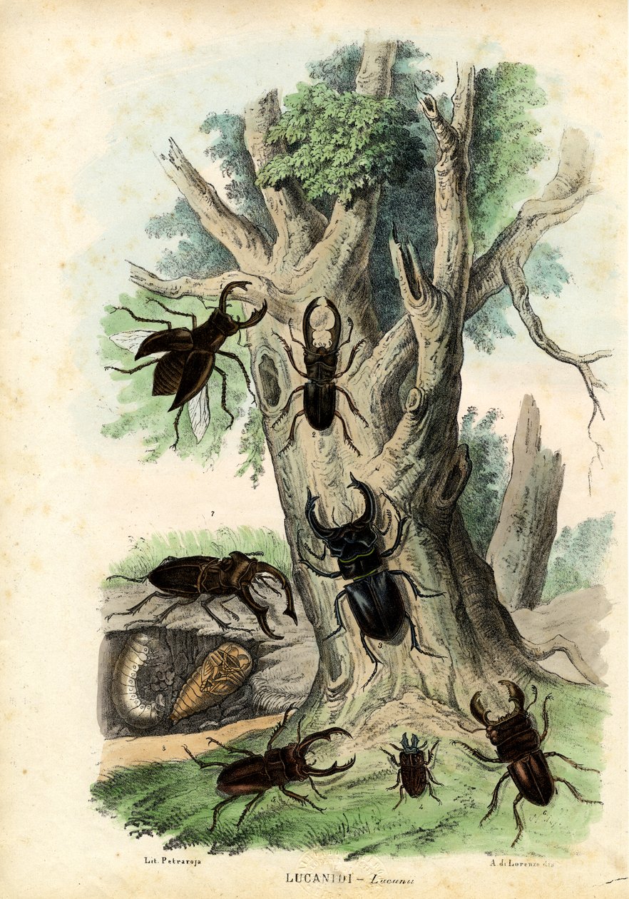 Scarab biller, 1863-79 af Raimundo Petraroja