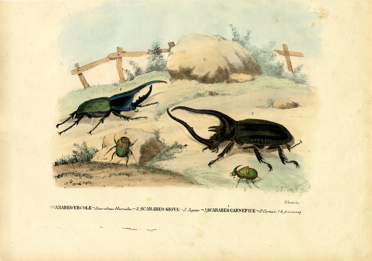 Scarab biller, 1863-79 af Raimundo Petraroja