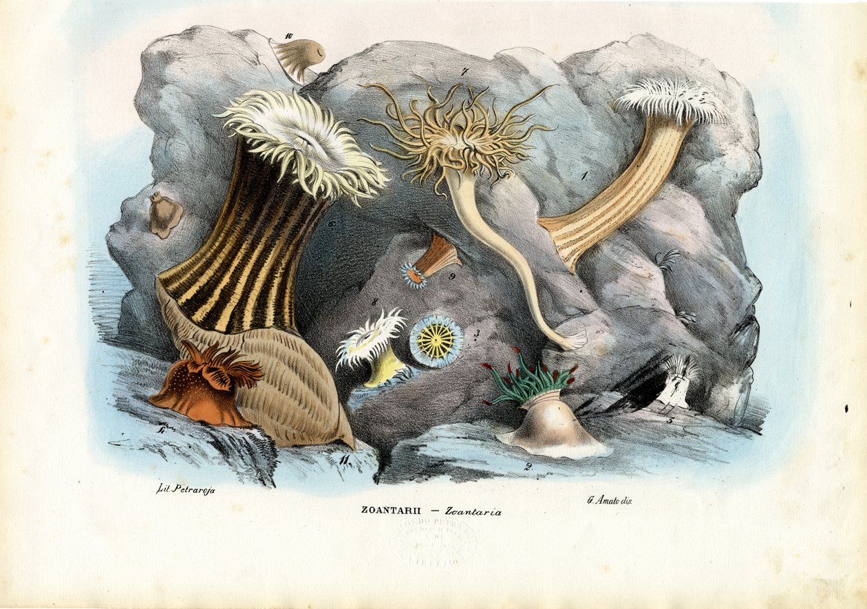 Sea Anemones, 1863-79 af Raimundo Petraroja
