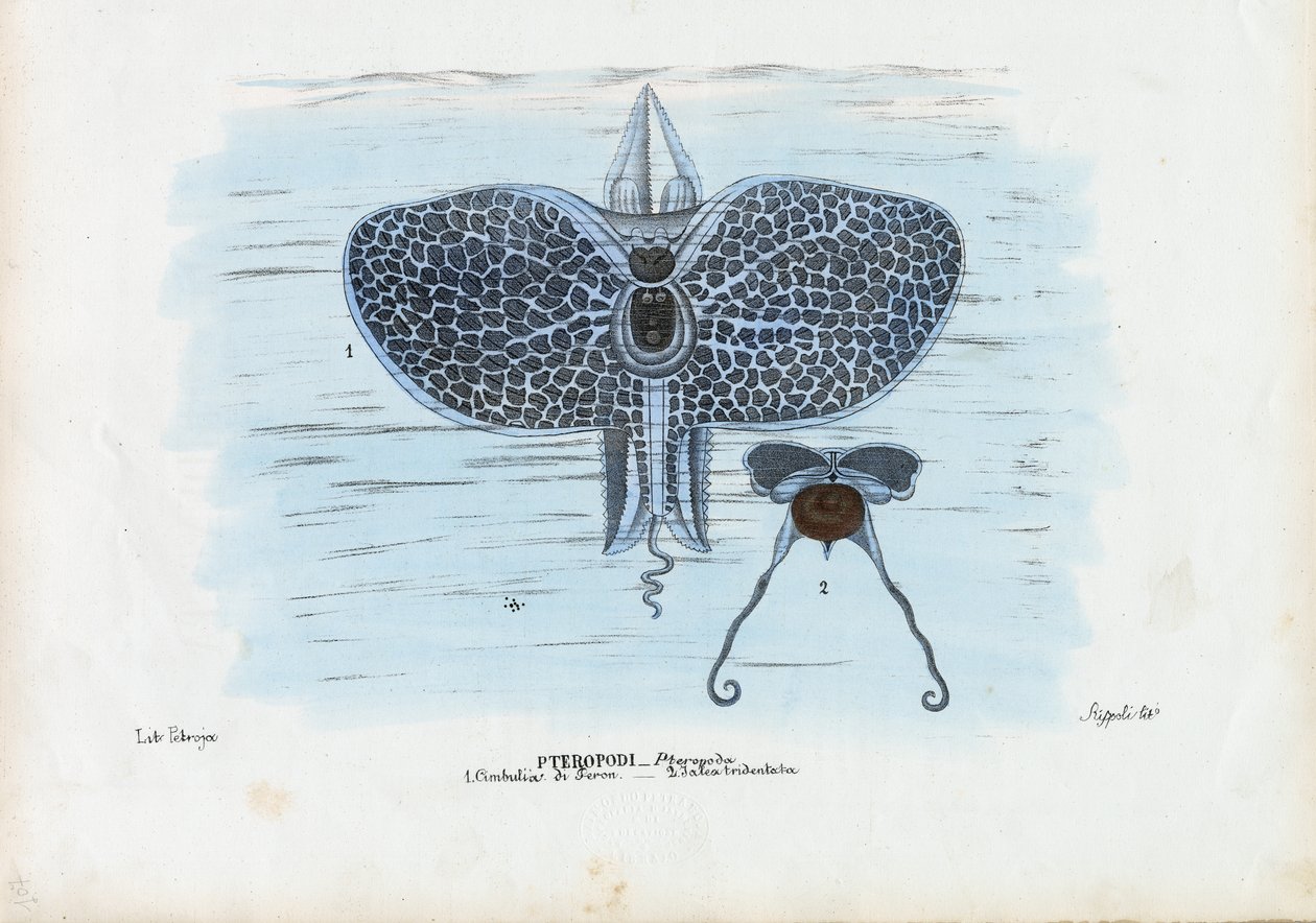 Havsommerfugle, 1863-79 af Raimundo Petraroja