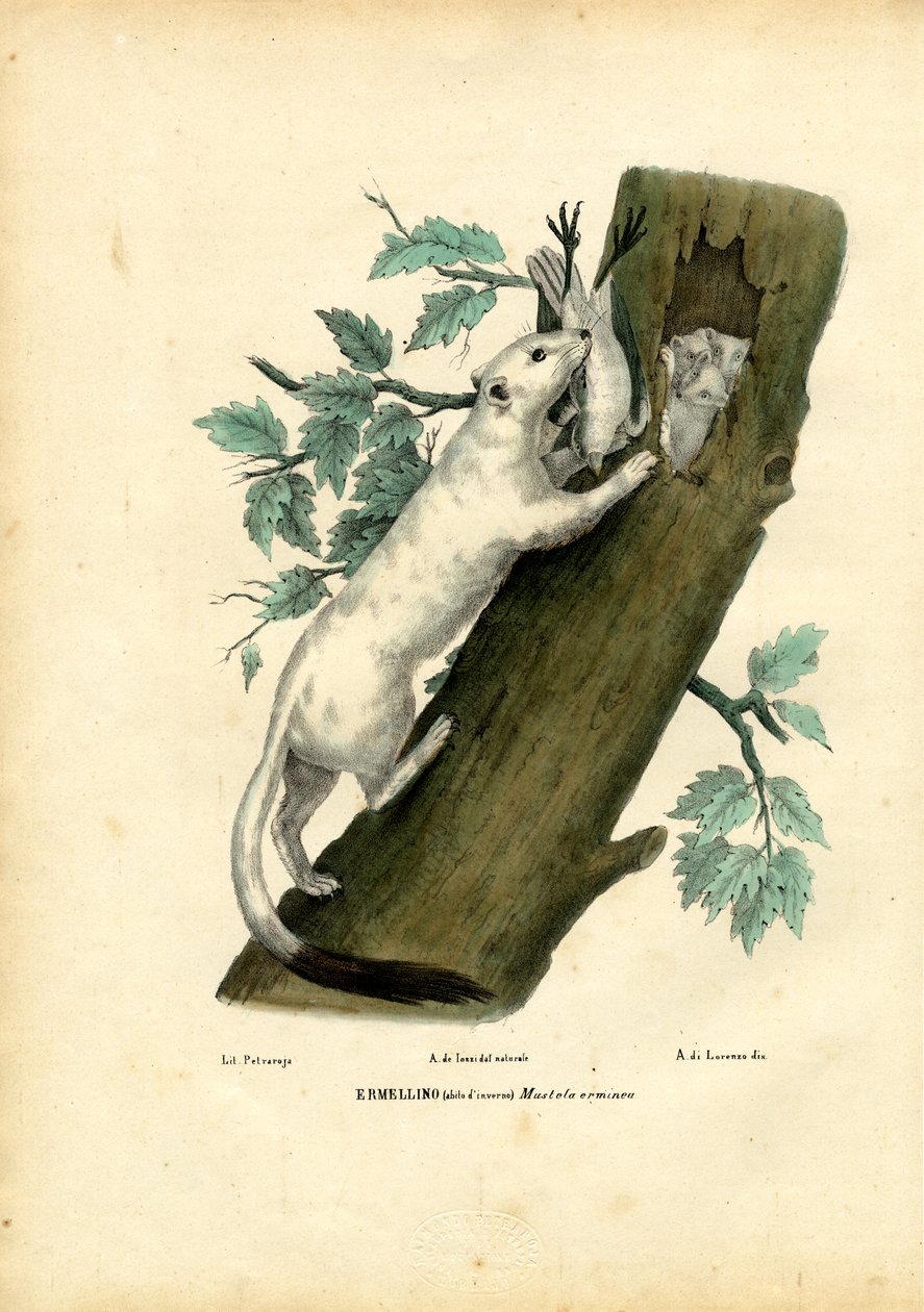 Korthalevæsel, 1863-79 af Raimundo Petraroja