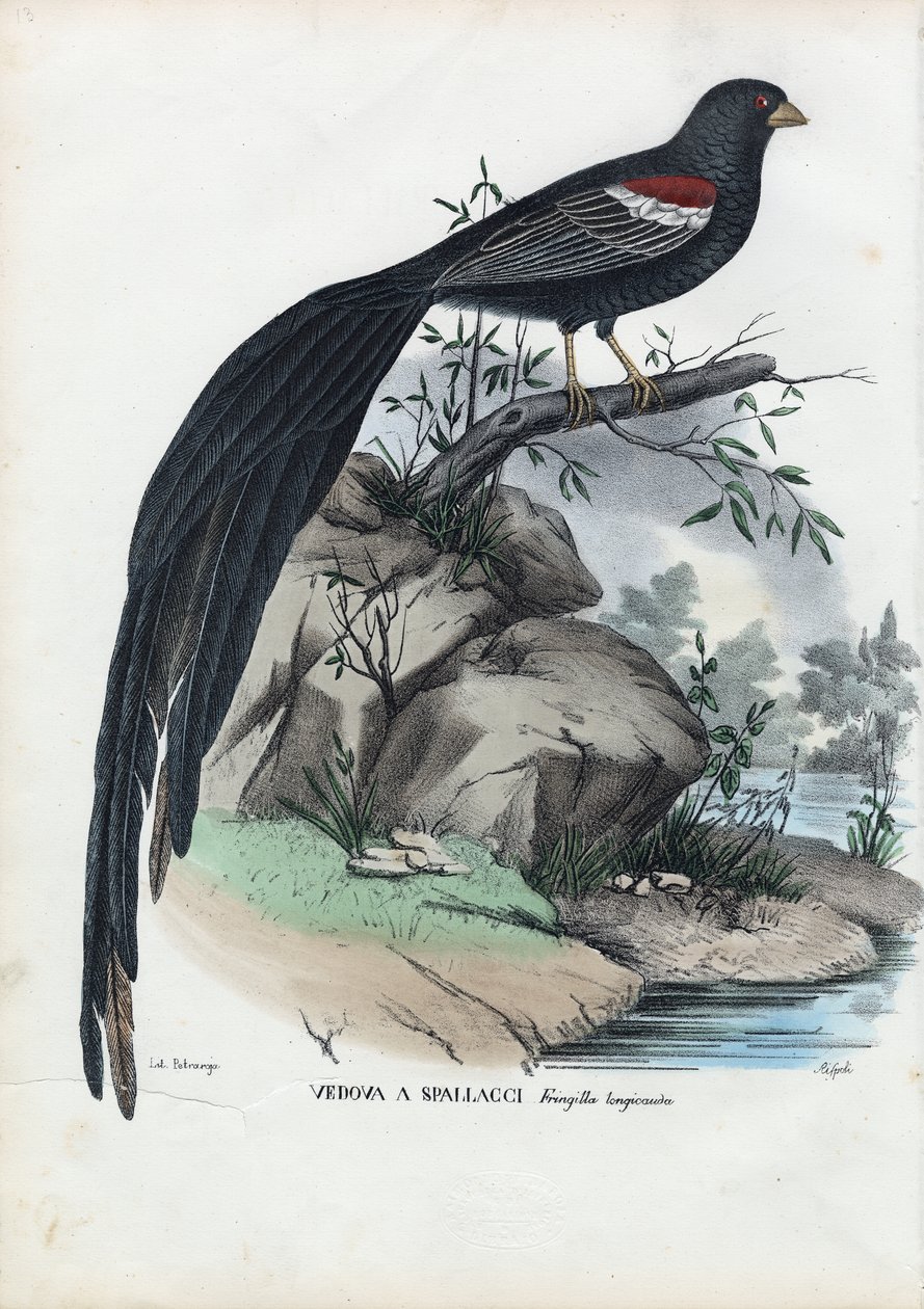 Sibirisk finke, 1863-79 af Raimundo Petraroja