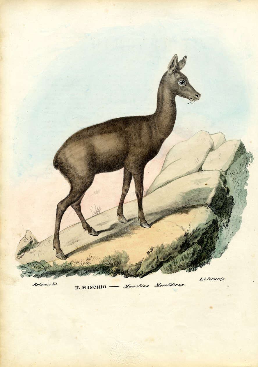 Sibirisk moskushjort, 1863-79 af Raimundo Petraroja