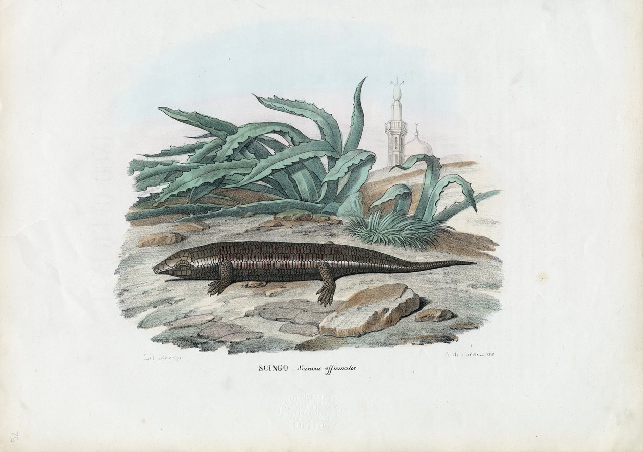Skink, 1863-79 af Raimundo Petraroja