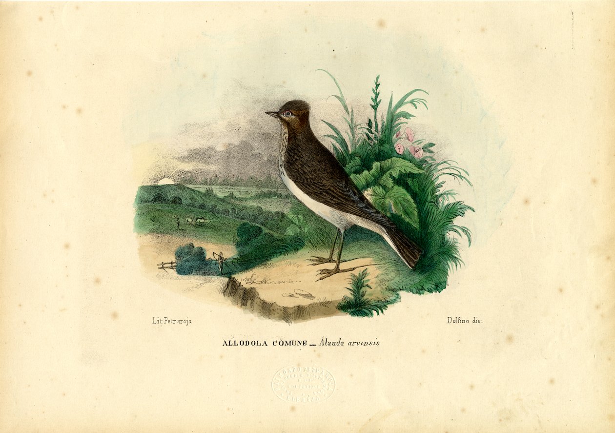 Skylærke, 1863-79 af Raimundo Petraroja