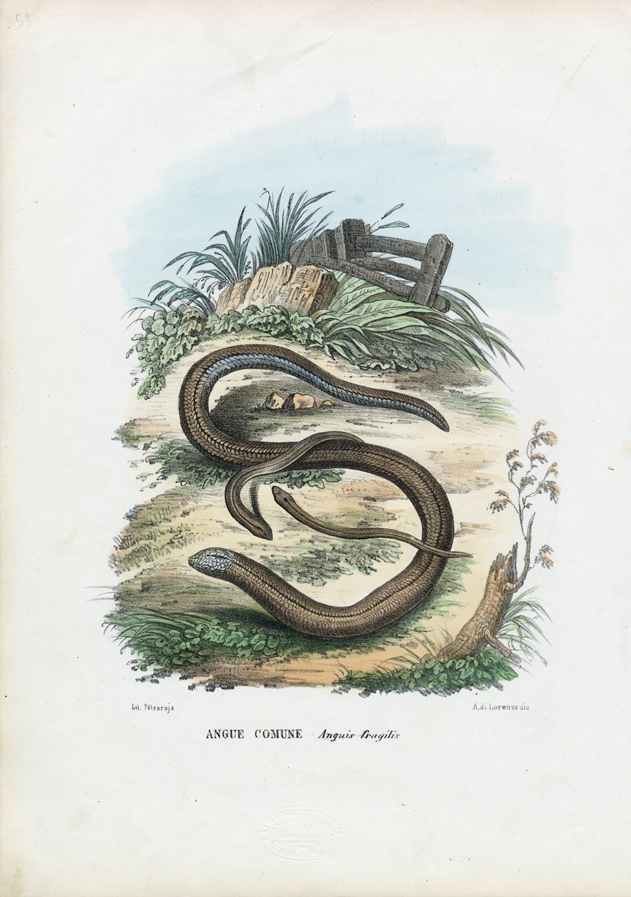 Langsom Orm, 1863-79 af Raimundo Petraroja