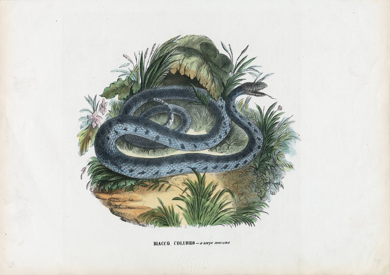 Slanger, 1863-79 af Raimundo Petraroja