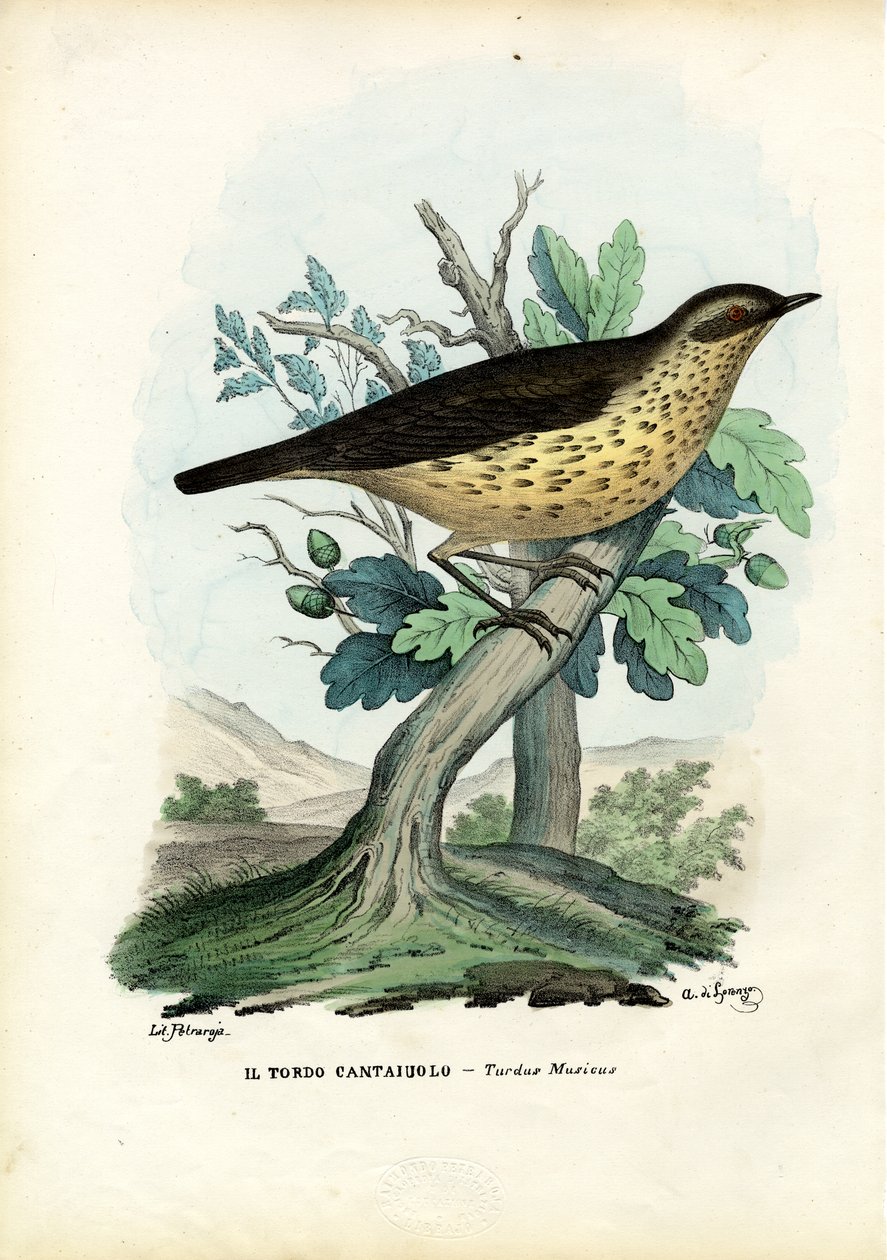 Sangdrossel, 1863-79 af Raimundo Petraroja