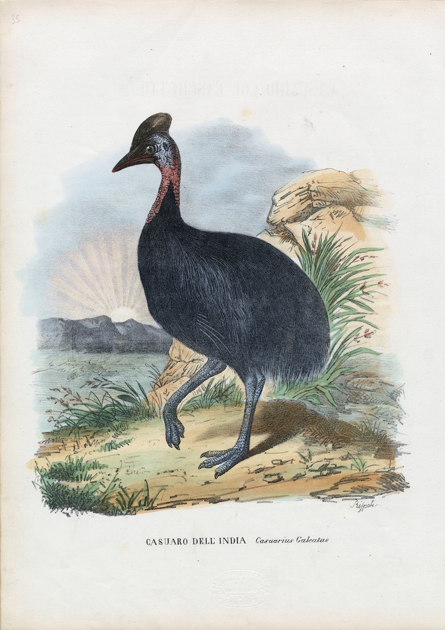 Sydkasuar, 1863-79 af Raimundo Petraroja