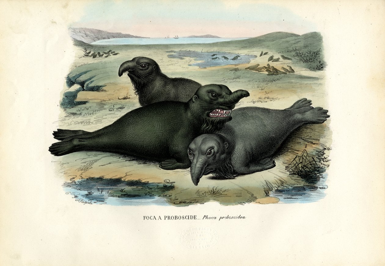 Sydlige Elafantsegl, 1863-79 af Raimundo Petraroja