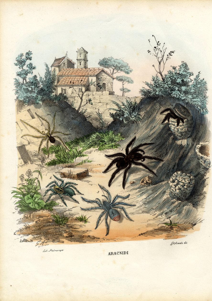 Spiders, 1863-79 af Raimundo Petraroja
