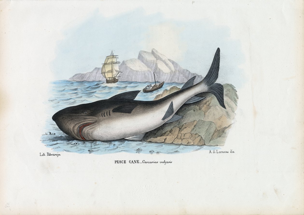 Piggehaj, 1863-79 af Raimundo Petraroja