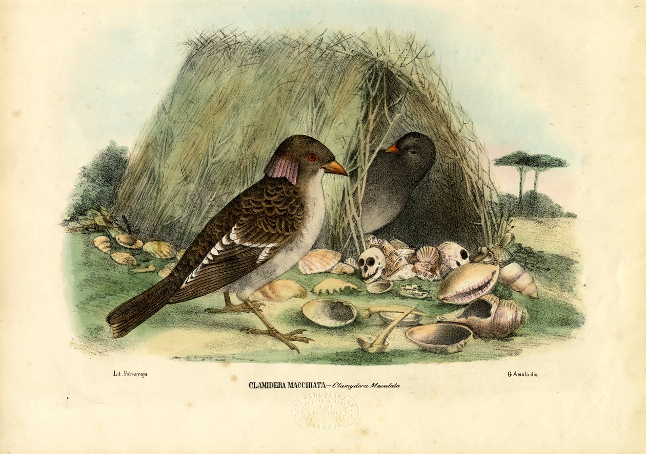 Plettet løvfugl, 1863-79 af Raimundo Petraroja