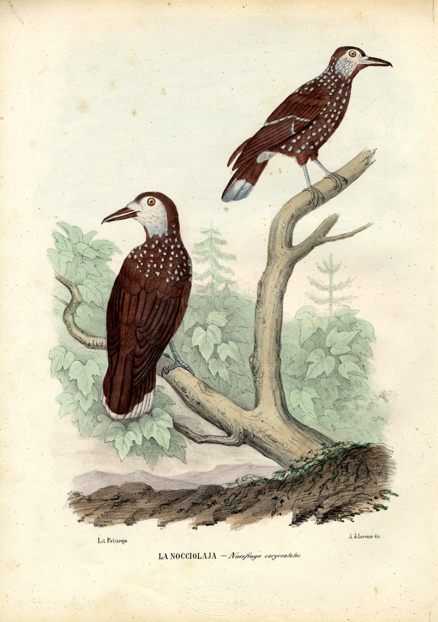 Plettet Nøddeknækker, 1863-79 af Raimundo Petraroja