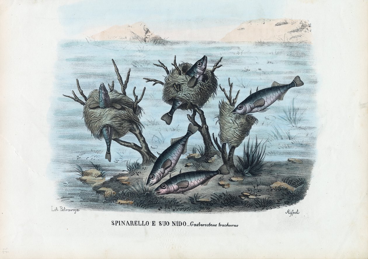 Stickleback, 1863-79 af Raimundo Petraroja